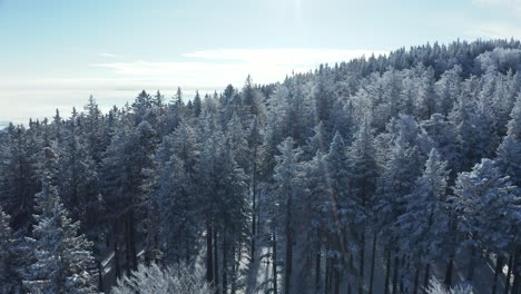 Aerial-drone-view-of-treetops-in-winter,-snow-covered-firs,-sun-flare-for-visual-effect