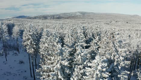 Winter-wonderland,-aerial-view-of-Pohorje-forest-and-treetops-covered-in-fresh-snow,-Rogla-ski-resort-and-Kamnik-Savinja-Alps-in-the-far-background