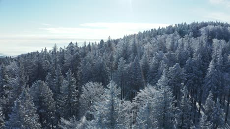 Flying-above-snow-covered-treetops,-winter-woodland-aerial-scene,-sun-flares-for-artistic-effect