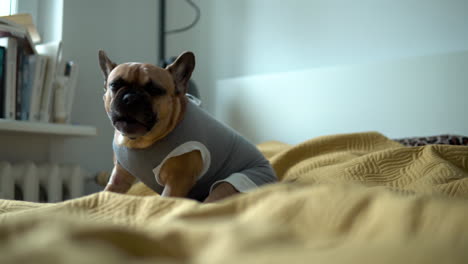 Dressed-up-french-bulldog-sitting-on-the-bed-and-licking-his-paws