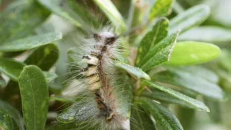 Macro-of-caterpillar-on-a-green-plant-in-the-garden,-An-Emperor-moth-Caterpillar-feeding-on-a-bramble-leaf