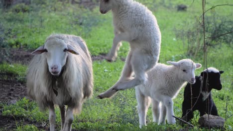 Playful-lamb-jumping-in-the-air-next-to-ewe-and-two-cute-lambs-outside-in-Sardinia,-Italy