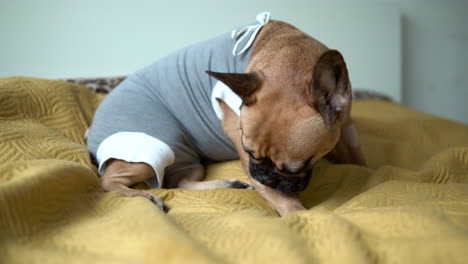 Brown-French-bulldog-in-gray-jacket-licking-paws-on-yellow-blanket-handheld-shot