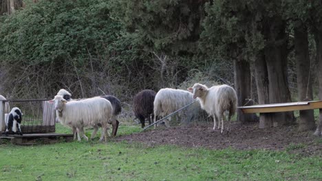 Süßes-Lamm-Und-Schaf-Hängen-Unter-Bäumen-In-Sardinien,-Italien
