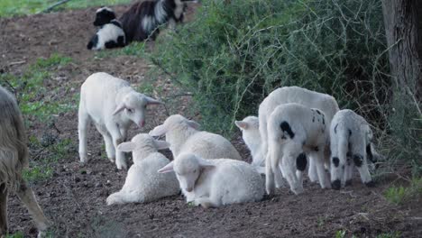 Excited-lamb-running-towards-flock-of-cute-lambs-laying-down-bundled-together-in-the-shade-under-trees-in-Sardinia,-Italy