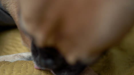 French-bulldog-Dog-licking-wound-on-his-leg,-close-up
