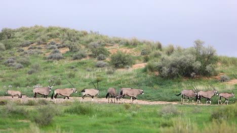 Extreme-wide-shot-showing-a-herd-of-Oryx-antelopes-walking-and-feeding-with-a-green-sand-dune-and-grey-sky-in-the-background,-Kgalagadi-Transfrontier-Park