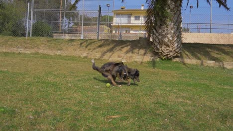 Border-collie,-running-in-slow-motion-catching-a-tennis-ball
