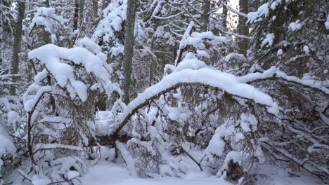 Snowy-trees