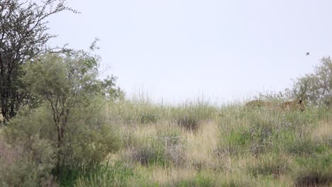 Wide-shot-of-an-adult-leopard-passing-through-the-frame-while-walking-over-a-hill,-Kgalagadi-Transfrontier-Park