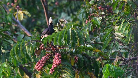 Orientalischer-Hornbill,-Der-Sich-Von-Früchten-Ernährt,-Anthracoceros-Albirostris,-Khao-Yai-Nationalpark,-Thailand