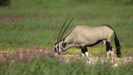 Rack-focus-from-purple-flowers-to-a-Oryx-antelope-before-the-animal-walks-out-the-frame,-Kgalagadi-Transfrontier-Park
