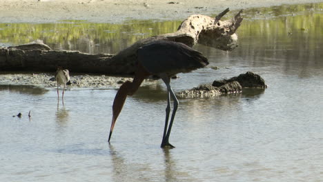 Reddish-Egret-dark-phase,-in-pond-catching-fish,-Carribean,-Bonaire