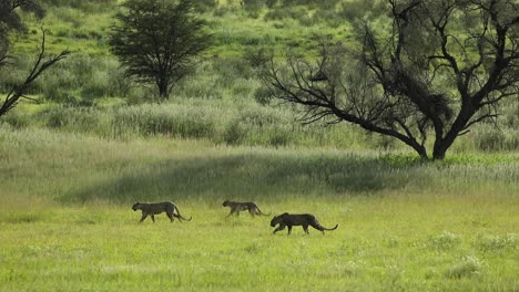 Extreme-Weitwinkelaufnahme-Einer-Leopardin-Und-Ihrer-Zwei-Ausgewachsenen-Jungen,-Die-Durch-Die-Grüne-Wiese-Des-Kgalagadi-Transfrontier-Park-Gehen