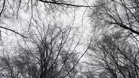 Bare-trees-as-seen-from-below-on-a-cold-winter-day,-wide-shot-moving-forward