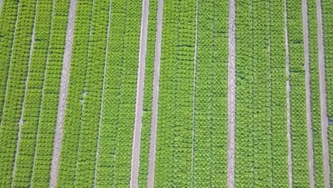 aerial-images-of-a-field-of-lettuce-cultivation-in-Spain-Europe-drone-green-vegetables