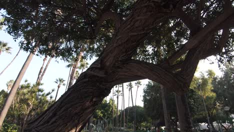 Palm-tree-Gardens-in-the-center-of-Municipal-Park-of-Limassol,-Cyprus---Wide-pull-out-gimbal-shot