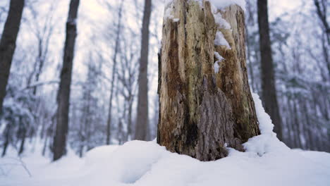pan-shot-in-winter-in-front-of-a-wood-chuck