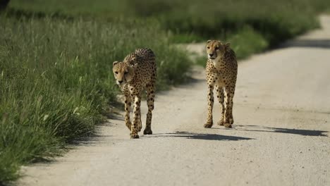 Wide-shot-of-two-Cheetah-brothers-walking-down-the-dirt-road-towards-the-camera-before-turning-off-and-walking-out-the-frame,-Kgalagadi-Transfrontier-Park