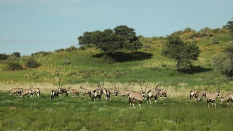 Extreme-Weite-Aufnahme-Einer-Herde-Von-Oryxantilopen,-Die-In-Der-Grünen-Landschaft-Des-Kgalagadi-Transfrontier-Park-Weiden