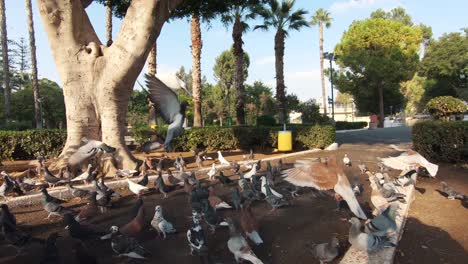 Pigeons-clustered-on-the-ground-waiting-for-food-in-the-center-of-Limassol-Municipal-Gardens-in-Cyprus---wide-Pan-shot