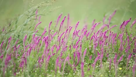 Rack-focus-of-a-field-of-cat's-tail-magenta-flowers-blowing-in-the-wind,-Kgalagadi-Transfrontier-Park