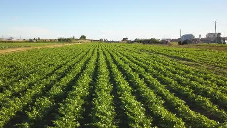 Luftbilder-Eines-Salatanbaufeldes-In-Spanien-Europa-Drohne-Grünes-Gemüse