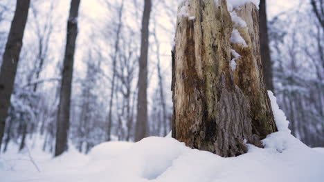 pan-shot-in-winter-in-front-of-a-wood-chuck