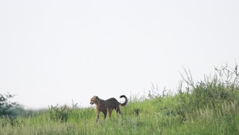 Wide-shot-of-a-young-Cheetah-walking-through-the-frame-down-a-green-hill-in-the-Kgalagadi-Transfrontier-Park