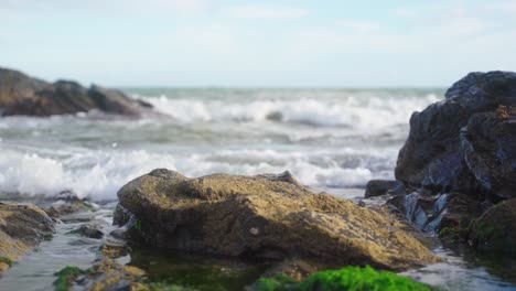 Rock-an-algae-at-the-beach-with-focus-shifting-from-the-foreground-into-the-background