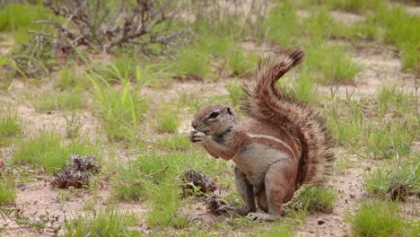 A-close-full-body-shot-of-a-male-African-Ground-Squirrel-foraging-and-feeding-while-standing-on-his-hind-feet,-Kgalagadi-Transfrontier-Park
