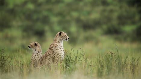 Wide-shot-of-a-female-Cheetah-and-her-cub-sitting-in-the-lush,-green-landscape-scanning-for-prey,-Kgalagadi-Transfrontier-Park