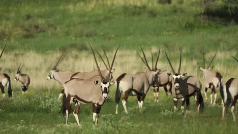 Breiter-Schuss-Einer-Herde-Von-Oryx-Antilopen,-Die-In-Der-Grünen-Landschaft-Des-Grenzüberschreitenden-Parks-Kgalagadi-Stehen