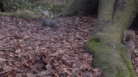 Entzückende-Waldeichhörnchen-Suchen-Und-Essen-Nüsse-Im-Herbstlichen-Waldpark-Lebensraum-In-Zeitlupe