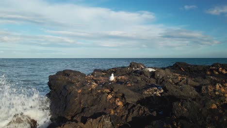 Drone-moving-slowly-forward-into-beach-rocks-with-Mediterranean-Gull-on-the-center