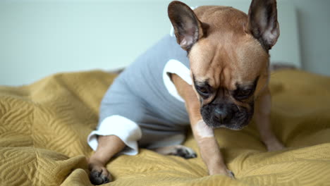 Eine-Entzückende-Französische-Bulldogge,-Die-Auf-Einem-Gemütlichen-Bett-Sitzt,-Französische-Bulldoggenpflege-Drinnen---Nahaufnahme