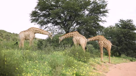 Wide-shot-of-three-giraffes-feeding-on-a-small-tree-in-the-Kgalagadi-Transfrontier-Park