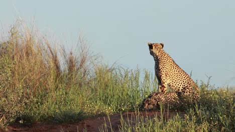 Wide-shot-of-two-Cheetah-brothers-sitting-and-laying-on-the-dune-in-beautiful-light-in-the-Kgalagadi-Transfrontier-Park
