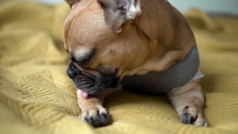 Süße-Französische-Bulldogge,-Die-Auf-Einem-Bequemen-Bett-Sitzt-Und-Sich-Selbst-Putzt---Nahaufnahme