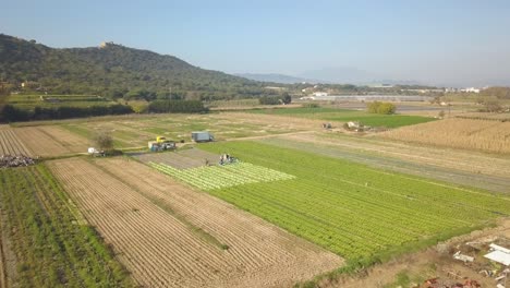 Imágenes-Aéreas-De-Un-Campo-De-Cultivo-De-Lechuga-En-España-Europa-Drone-Verduras-Verdes