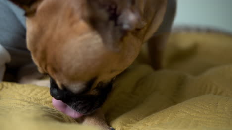Französische-Bulldogge-Leckt-Bein,-Während-Sie-Auf-Dem-Bett-Sitzt---Nahaufnahme