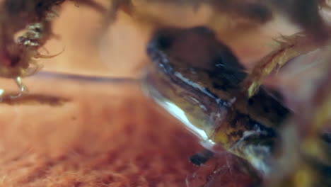 Makroaufnahme-Eines-Salamanders,-Der-Sich-In-Feuchtem-Moos-Versteckt