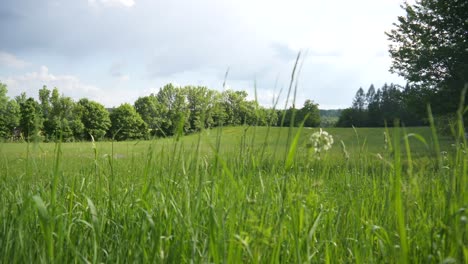 Big-meadow-in-the-wind-in-slowmotion-and-some-trees-in-the-background