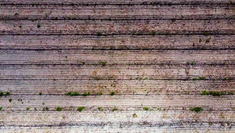 Bird's-eye-view-flying-over-horizontal-rows-of-pruned-and-trimmed-back-vineyard-vines-in-the-winter