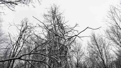 Rising-up-through-tangled-bare-tree-branches-on-a-cold-snowy-day,-aerial