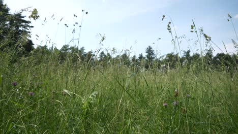 POV-view-lying-in-a-green-meadow-with-blue-sky