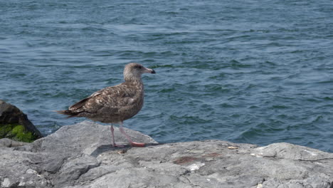 A-seagull-sitting-on-a-rock-with-the-waves-of-the-ocean-in-the-background