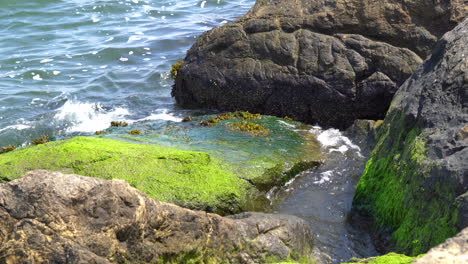 Die-Oszillierenden-Meereswellen,-Die-über-Die-Mit-Algen-Bedeckten-Felsen-Am-Ufer-Rollen