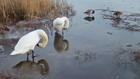 Swans-grooming-feathers-on-shore.-Handheld-shot