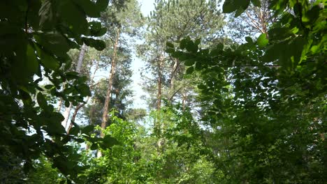 Langsames-Gehen-Im-Wald-Mit-Blick-Von-Unten-Und-Großen-Bäumen
